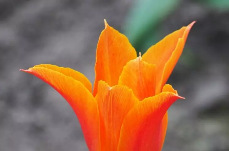 Ballerina lilac tulip