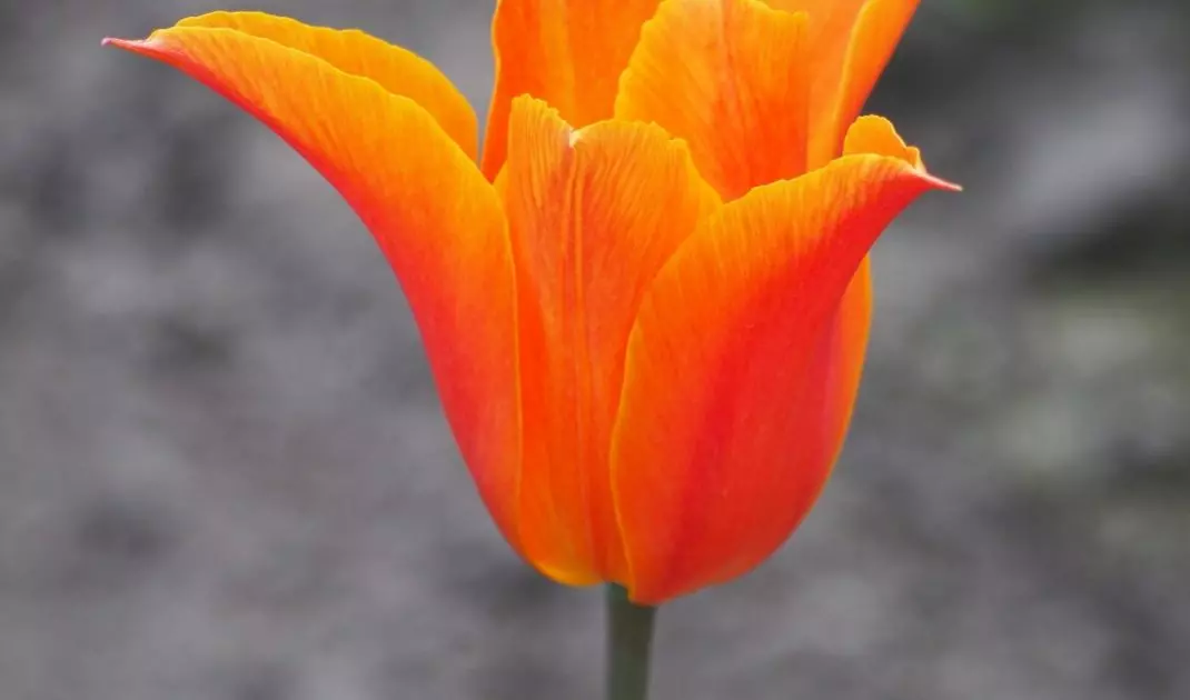 Ballerina lilac tulip