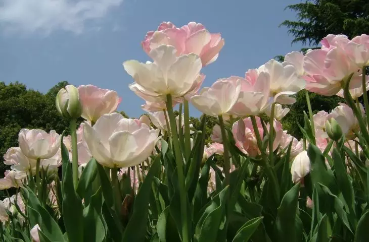 Tulipan Angelique
