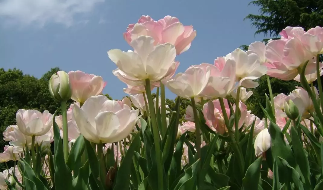 Tulip Angelique