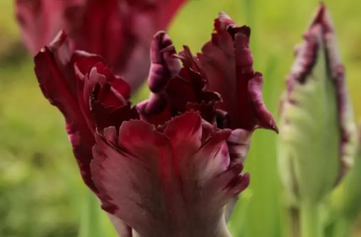 Black Parrot Tulip