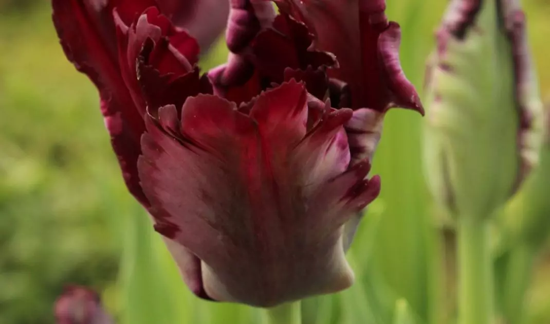 Tulipan Black Parrot