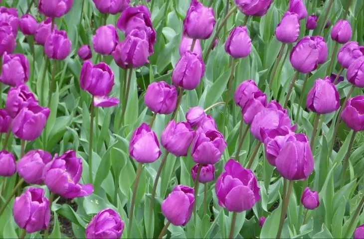 Tulip Negrita