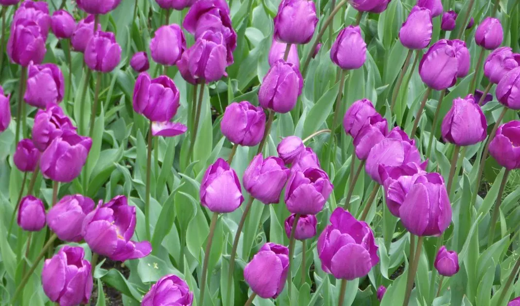 Tulipan Negrita