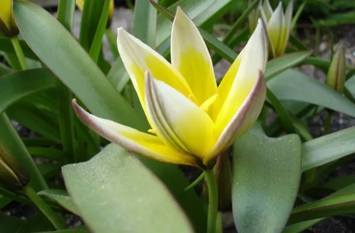 Tulipa tarda