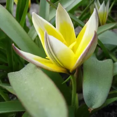 Tulipa tarda