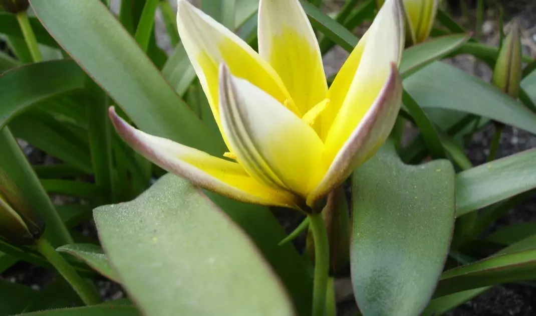 Tulipa tarda
