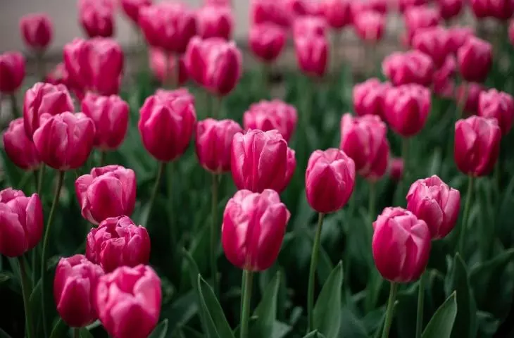 Tulips prefer moderate humidity