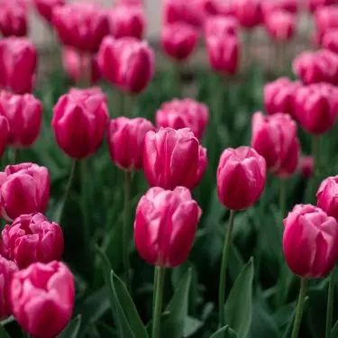Tulipany preferują umiarkowaną wilgotność