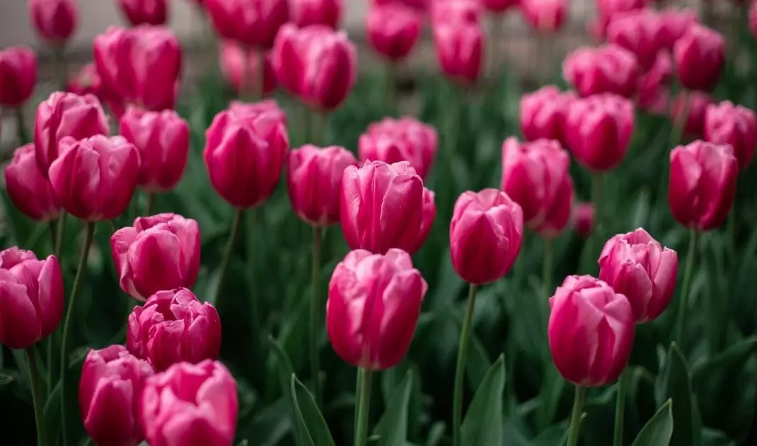 Tulips prefer moderate humidity