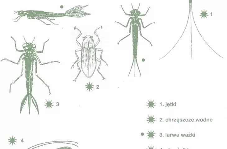 macroinvertebrate species