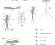 macroinvertebrate species