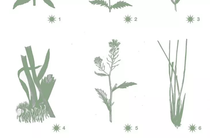 riparian plant species