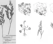 plant species and their occurrence