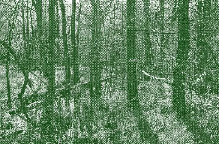 Wetlands by the educational path to Karczmisko in the Kampinos Forest