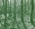 Wetlands by the educational path to Karczmisko in the Kampinos Forest