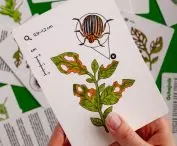 Educational card game for learning about plant pests