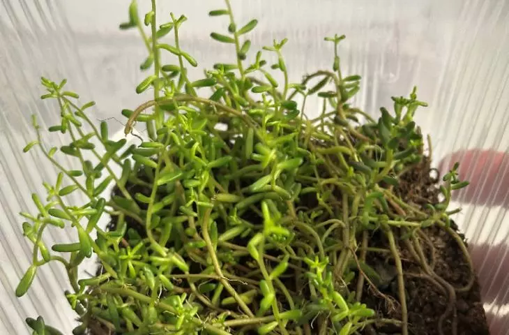 sample of planned green roof made of sedums 