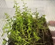 sample of planned green roof made of sedums 