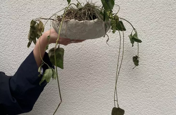 projekt „Herbarium