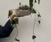 projekt „Herbarium