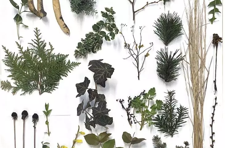 projekt „Herbarium