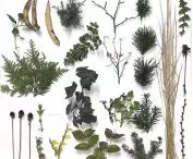 projekt „Herbarium