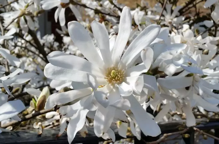 Magnolia stellata known as star magnolia