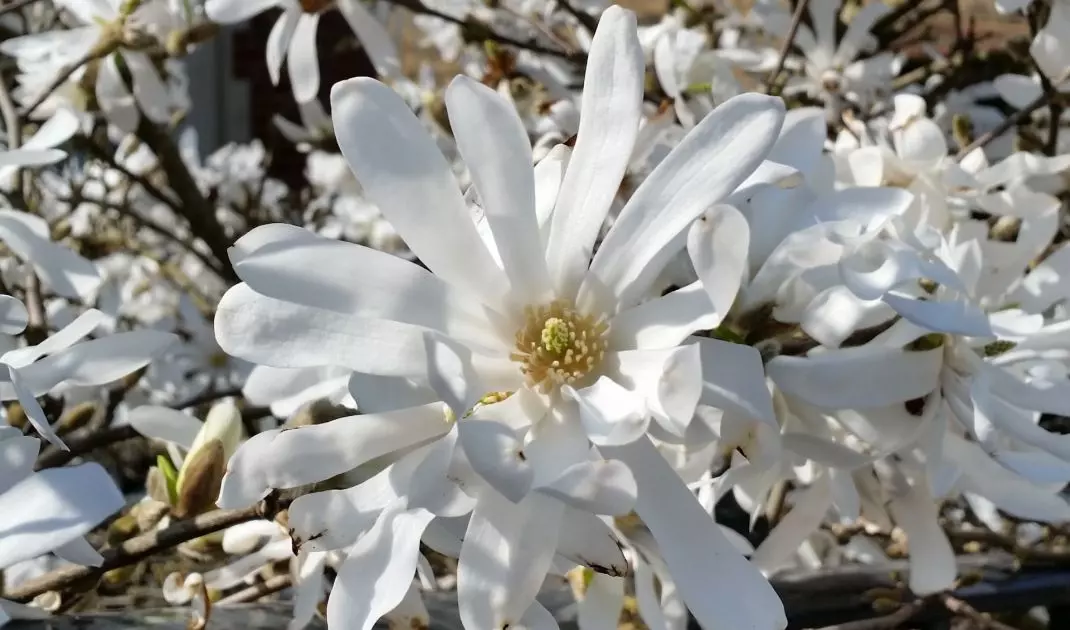 Magnolia stellata znana jako magnolia gwiaździsta
