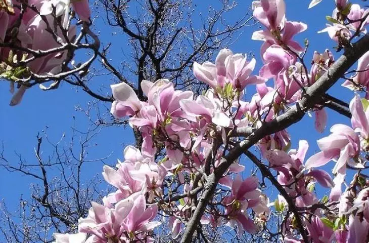 Magnolia soulangeana also called common magnolia