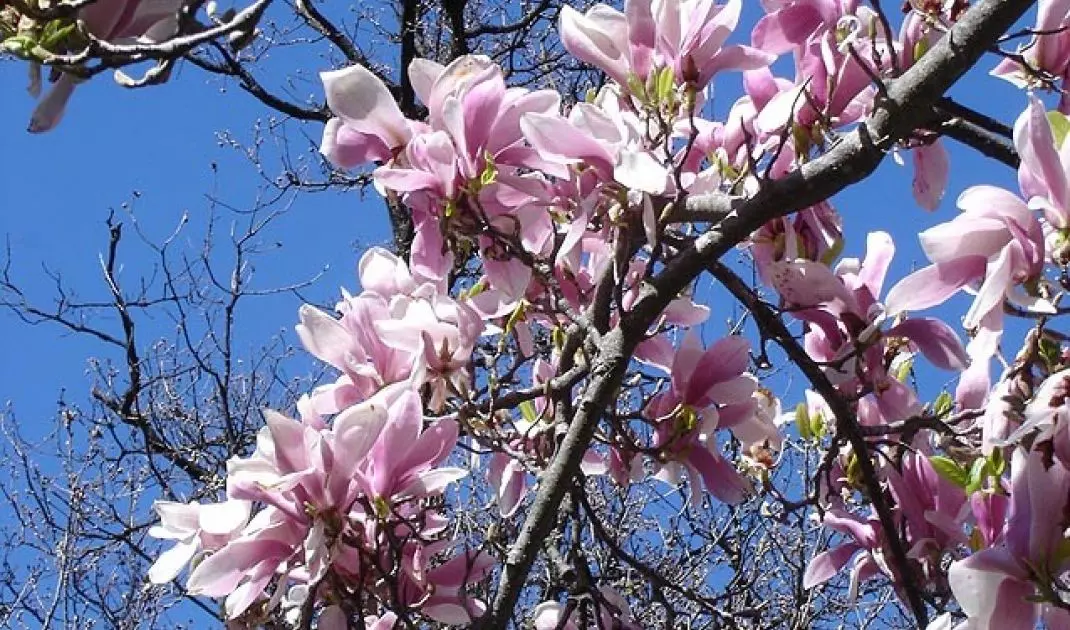 Magnolia soulangeana also called common magnolia