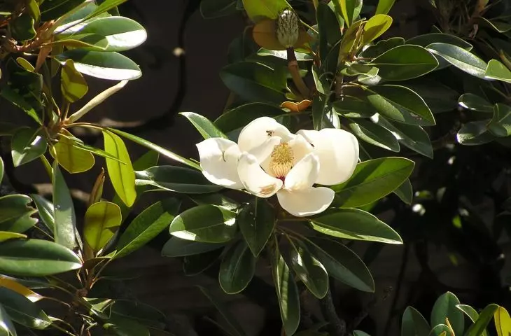Magnolia grandiflora znana również jako magnolia wielkokwiatowa