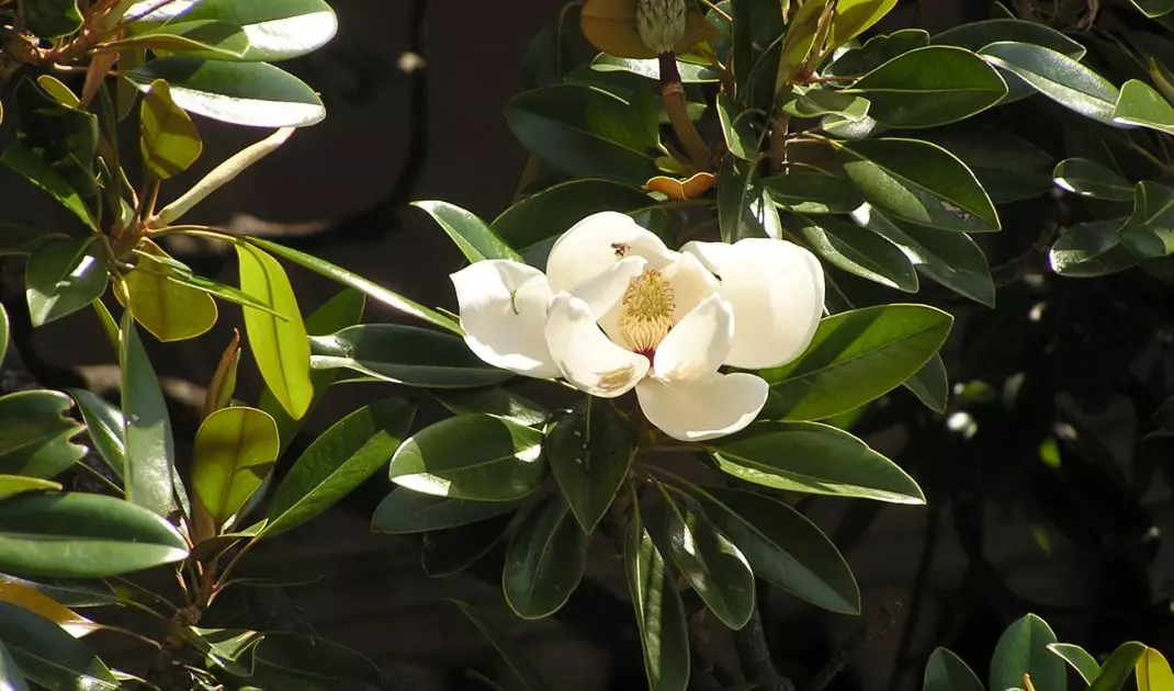 Magnolia grandiflora znana również jako magnolia wielkokwiatowa
