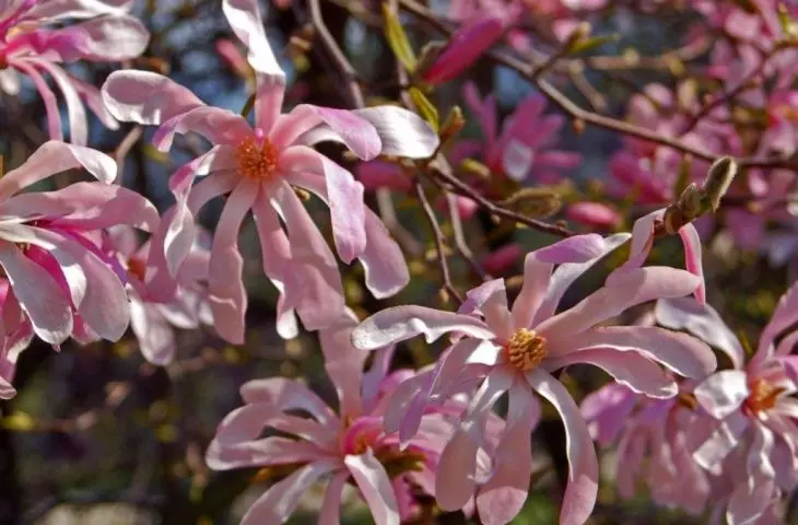  Magnolia x loebneri znana jako magnolia japońska