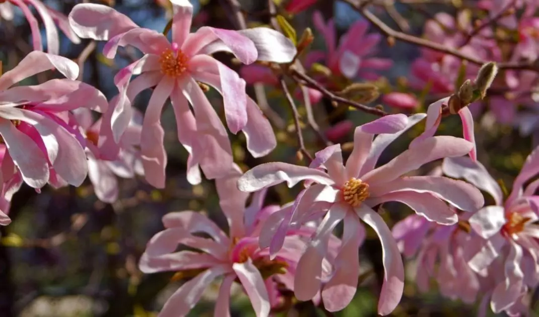  Magnolia x loebneri znana jako magnolia japońska