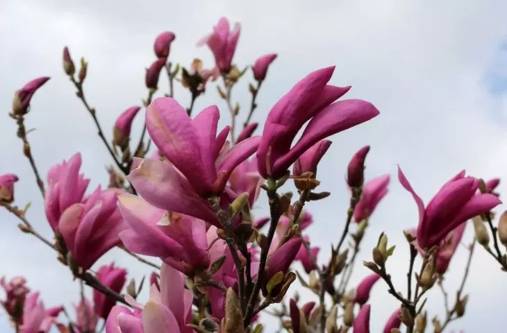 Magnolia lilliflora
