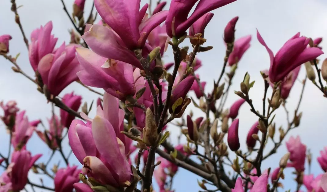 Magnolia lilliflora