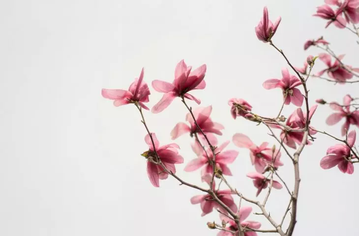 Gleba wokół magnolii powinna być stale lekko wilgotna