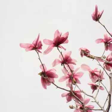 Gleba wokół magnolii powinna być stale lekko wilgotna