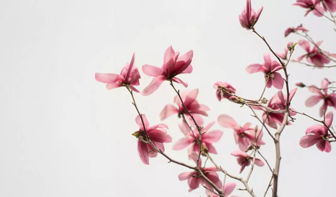 The soil around the magnolia should be slightly moist at all times