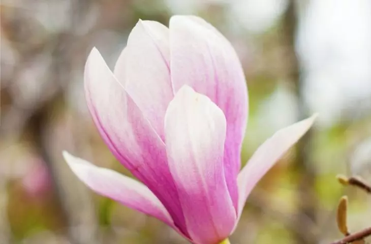 Magnolia tends to recover poorly from heavy pruning