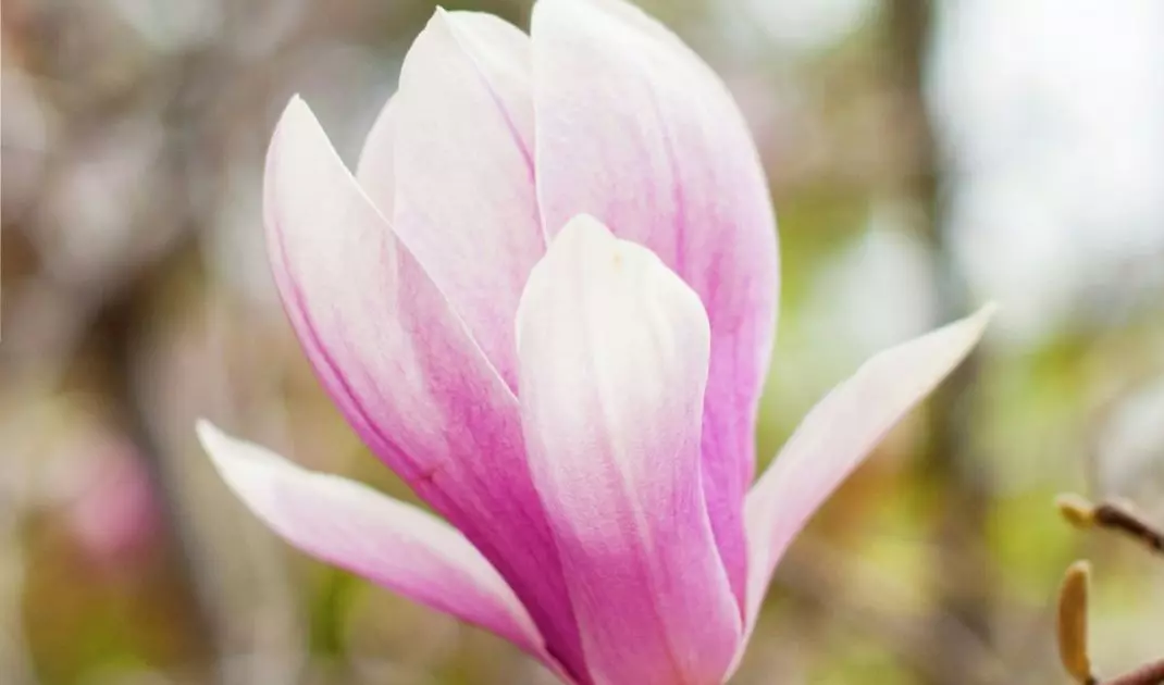 Magnolia tends to recover poorly from heavy pruning