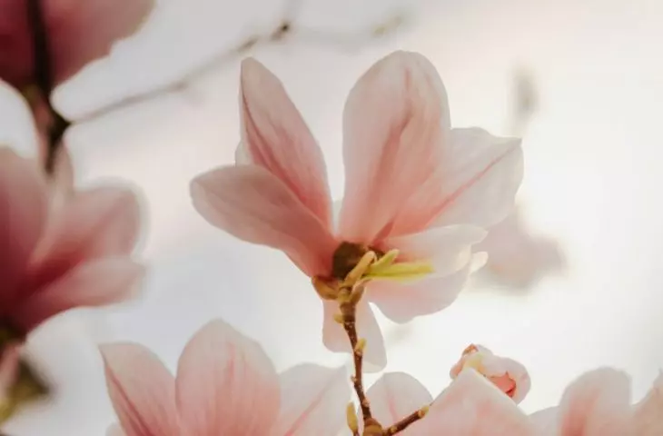 Magnolias rarely get sick, but can be attacked by fungi or bacteria