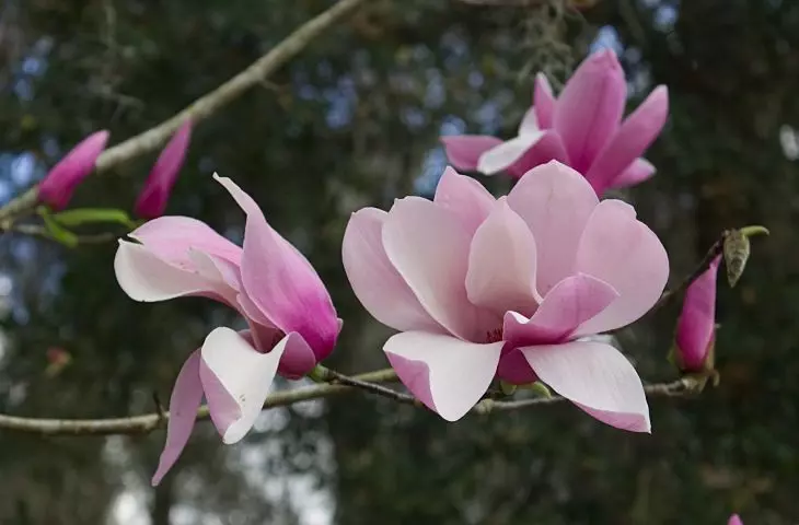 The soil in which you plant a magnolia should be fertile, slightly acidic, humus and permeable
