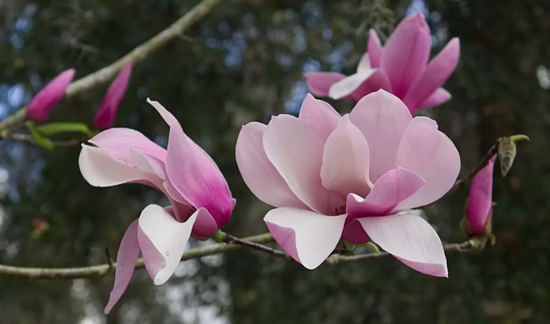 The soil in which you plant a magnolia should be fertile, slightly acidic, humus and permeable