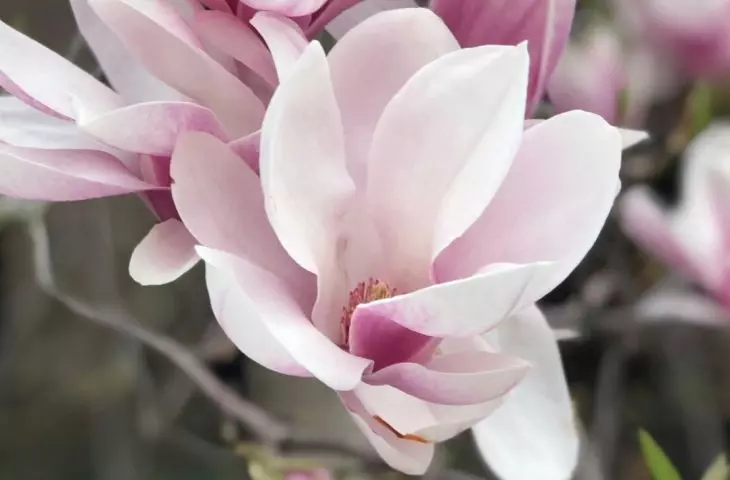 Magnolia jest rośliną, która posiada wiele różnych odmian