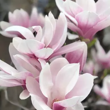 Magnolia jest rośliną, która posiada wiele różnych odmian