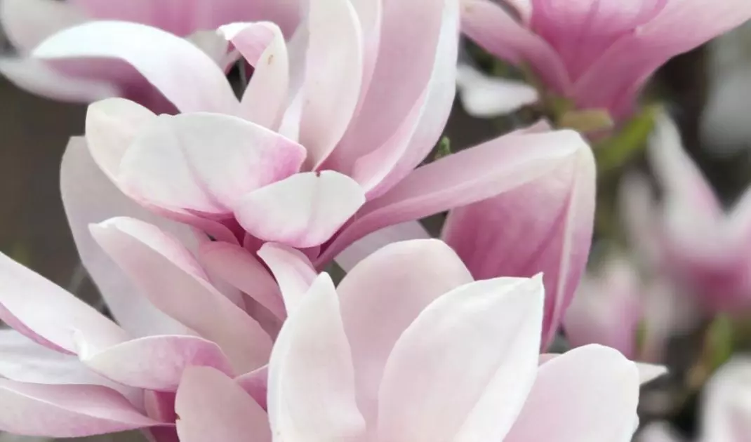 Magnolia is a plant that has many different varieties