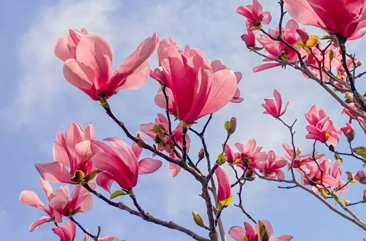 Kwiaty magnolii przybierają różne barwy, od bieli przez odcienie różu i purpury aż po żółcie i delikatne fiolety