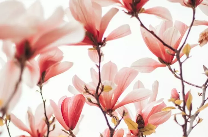 For the first few weeks after planting, the magnolia should be allowed to acclimate to its new environment